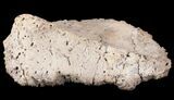 Ankylosaur Scute - Alberta (Disposition #-) #71691-1